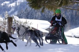 Lenk 2013